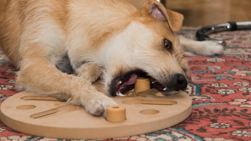 dog-with-wooden-puzzle