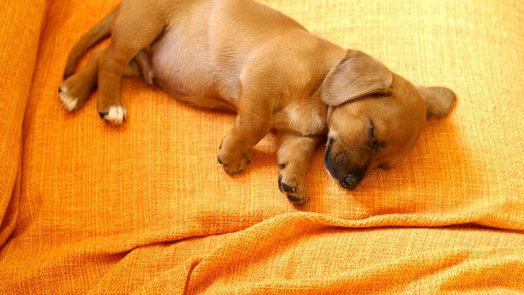 little-brown-dog-sleeping