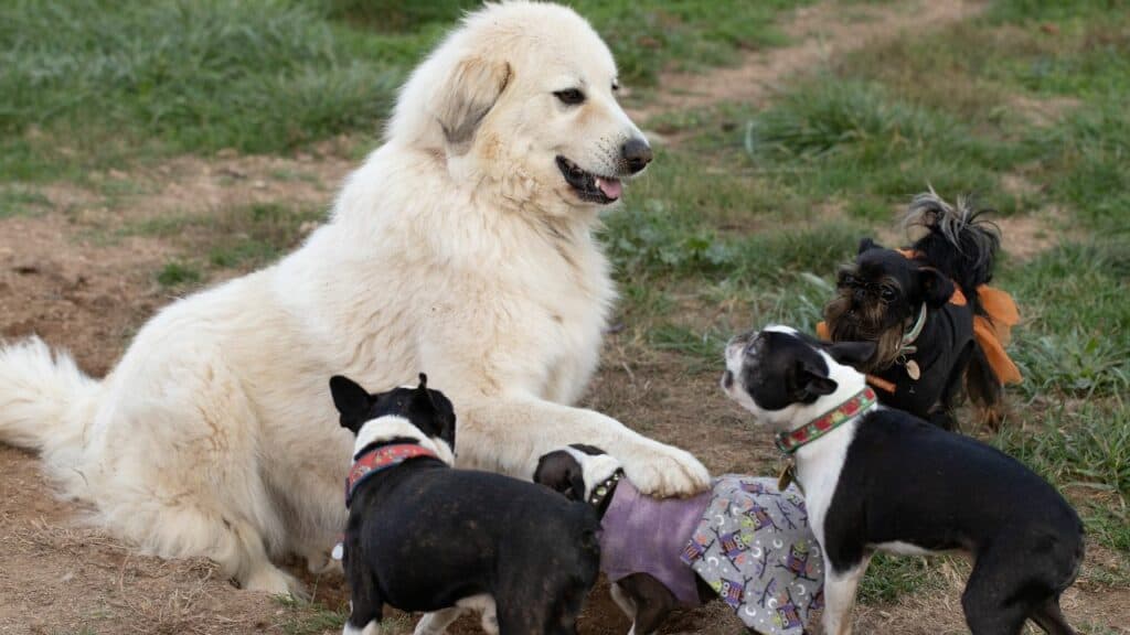 white-big-dog-with-a-lot-of-little-dogs