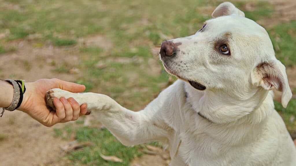 white-dog-on-grass-gives-paw