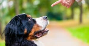 10 Essential Commands Every Dog Owner Should Teach Their Pup
