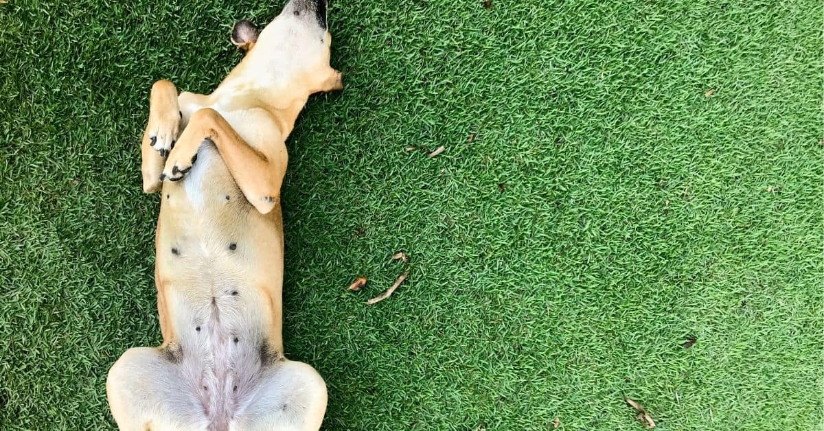 7 Reasons Why Dogs Expose Their Belly