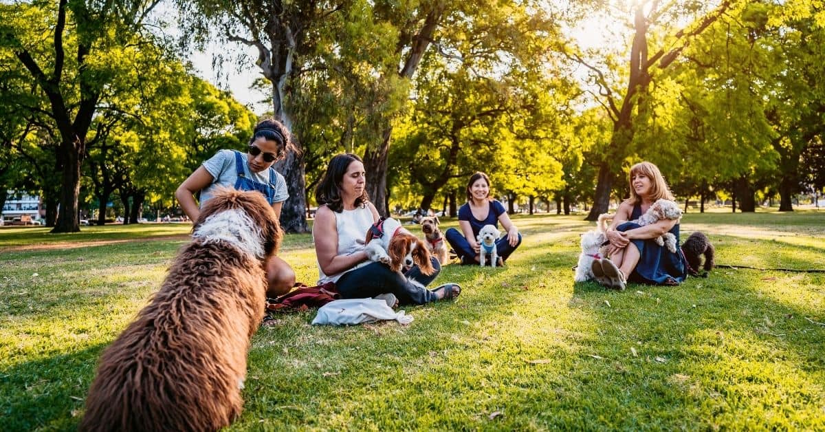 The Do’s and Don’ts of Dog Park Etiquette_2