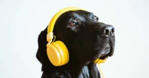The Impact Of Music On Dogs _ How Music Can Affect Their Behavior And Well-Being