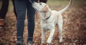 The Joy Of Dog Training _ How Teaching Your Dog New Tricks Strengthens Your Bond