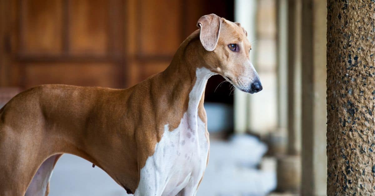 Unusual Dog Breeds You've Probably Never Heard Of