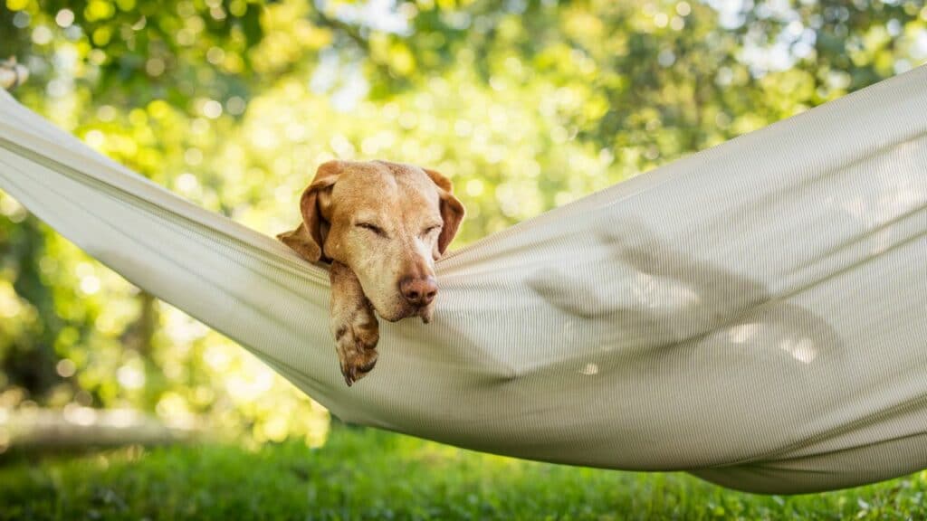 brown-dog-in-a-hammok