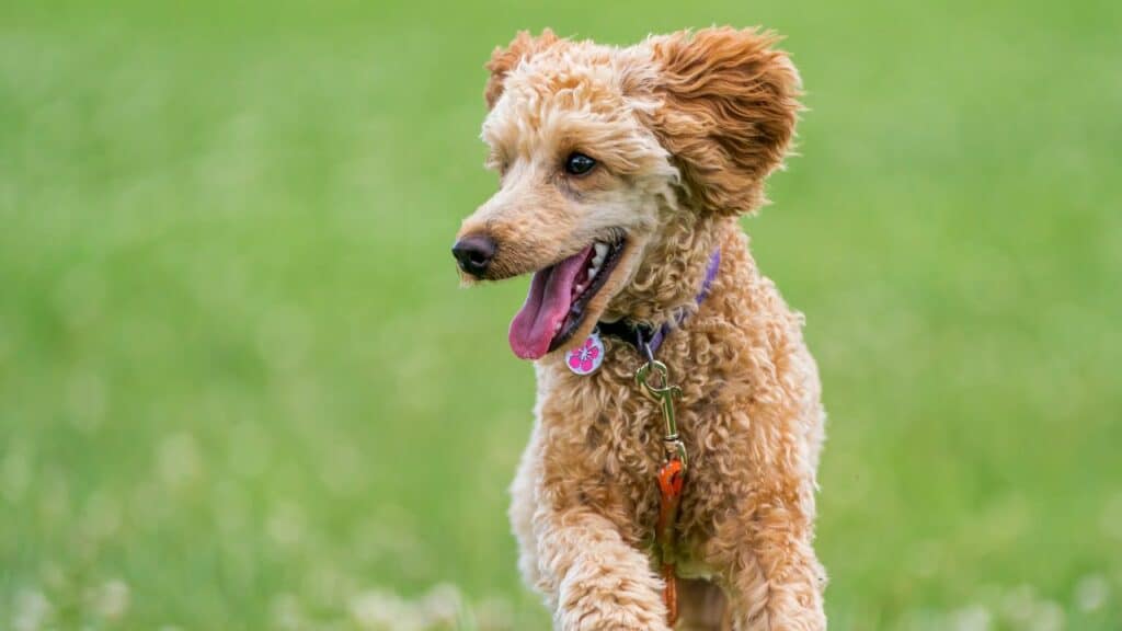dog-happy-running-on-grass