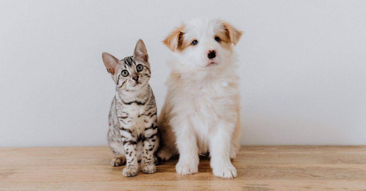 Why Do Dogs And Cats Hate Each Other