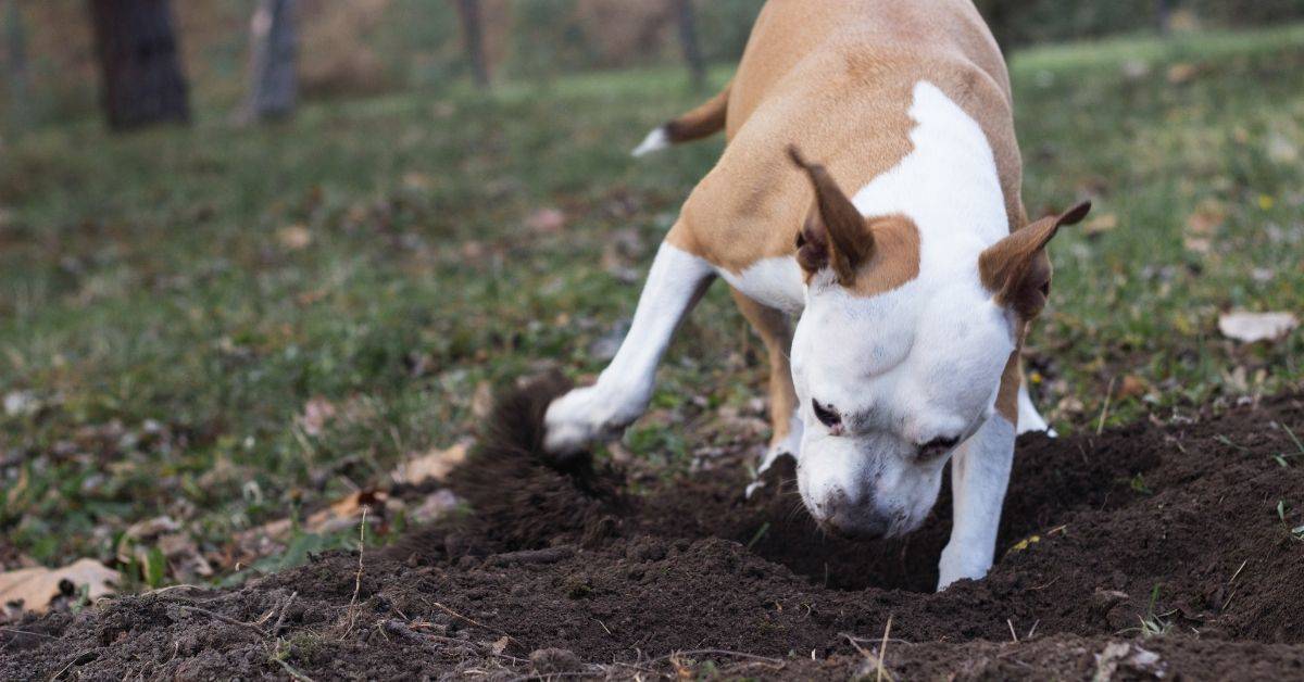 Why Do Dogs Dig Holes