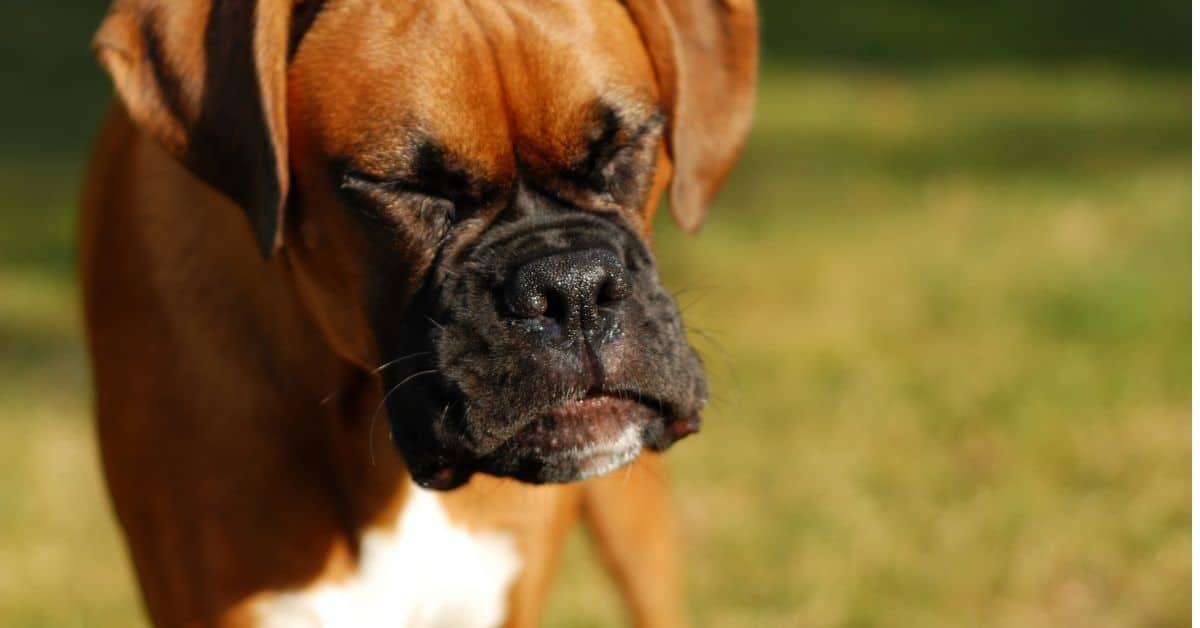 Why Do Dogs Reverse Sneeze