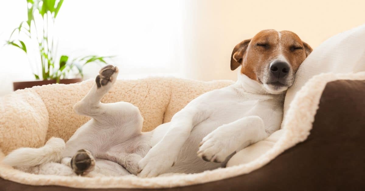 Why Do Dogs Run In Their Sleep