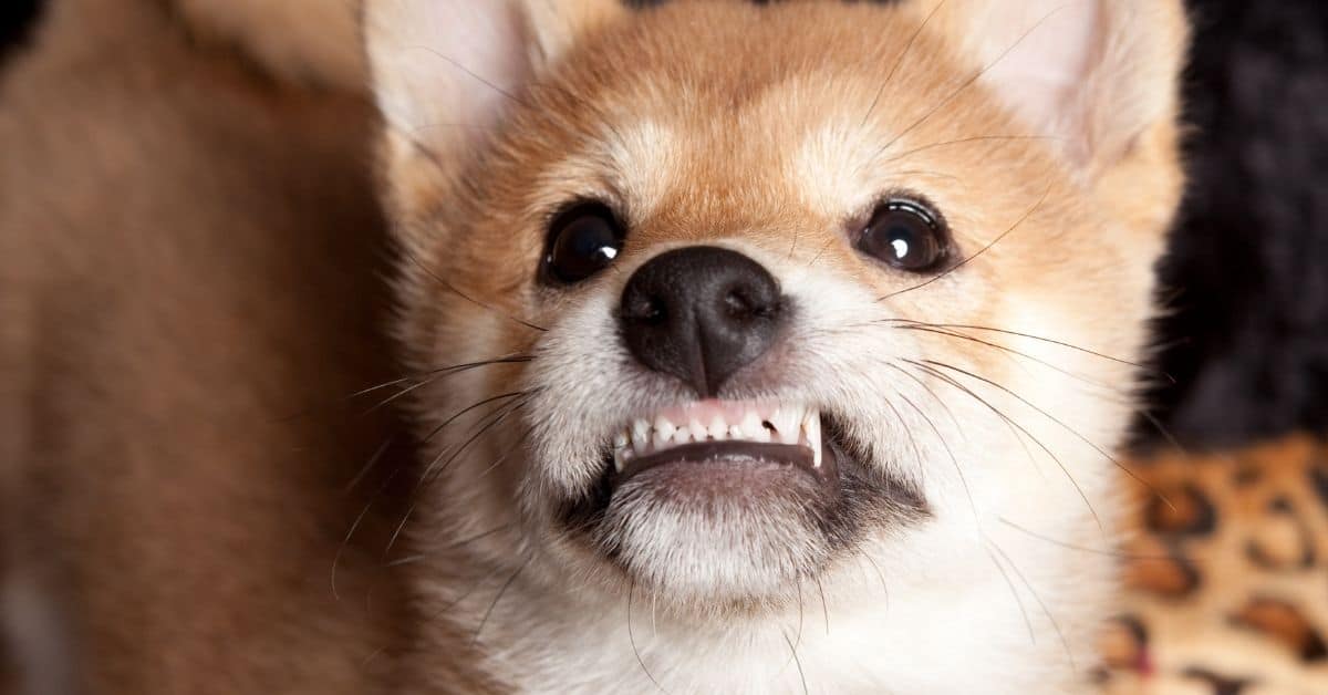 Why Does My Dog Grind His Teeth