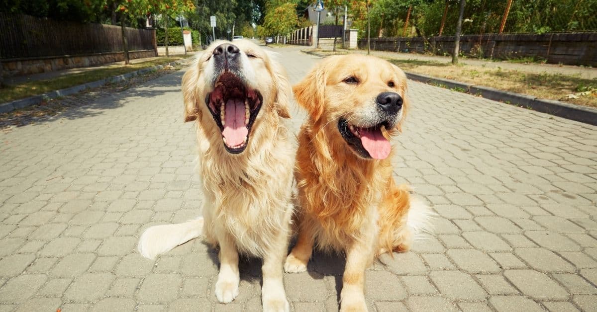 How To Tell If Dogs Like Each Other