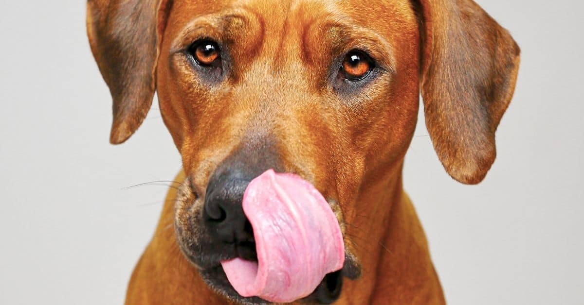 Why Do Dogs Quiver Their Lips