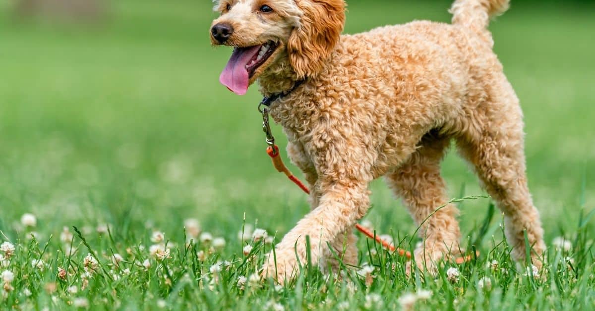 Why Do Dogs Zig Zag When Walking