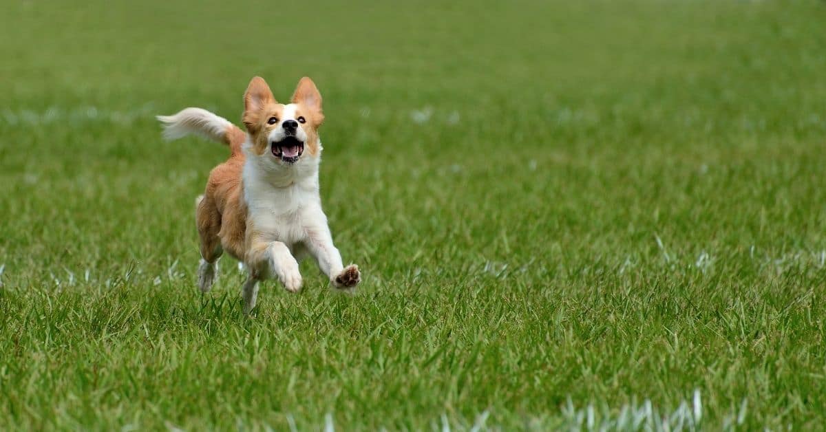 Why Does My Dog Run After Pooping