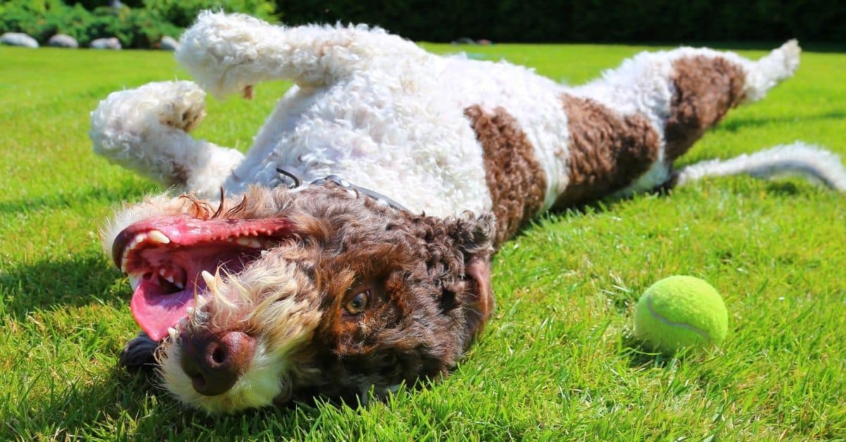 10 Common Dog Playtime Positions You Need To Know (2)