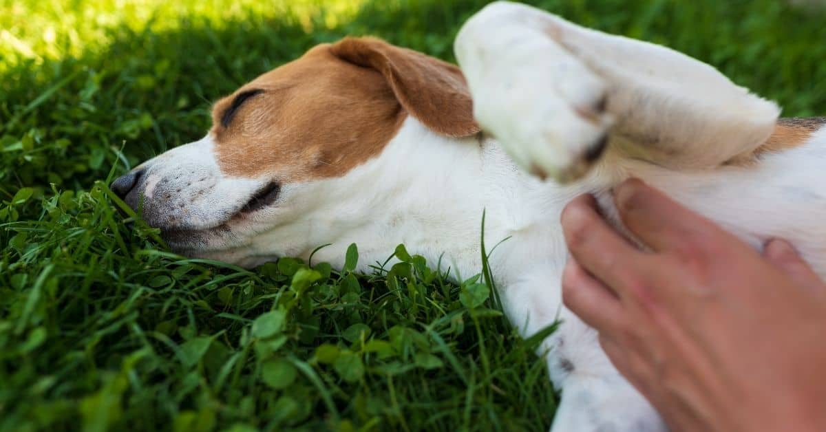 11 Secret Spots Your Dog Loves To Be Petted_2