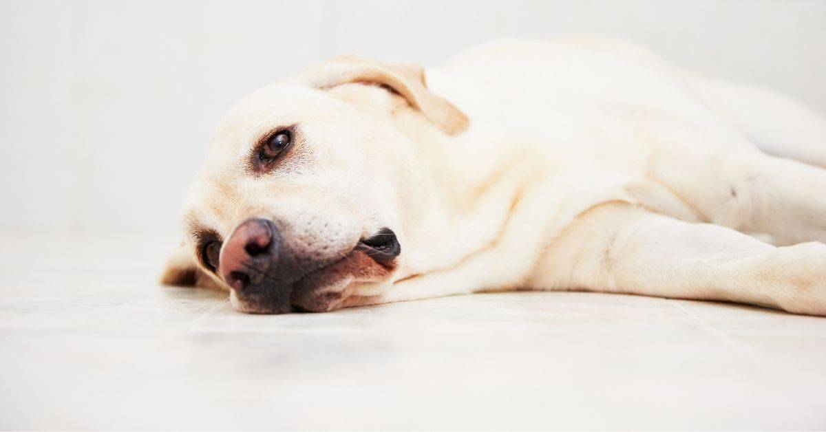 12 Signs Your Dog Is Feeling Neglected (And How To Fix It)
