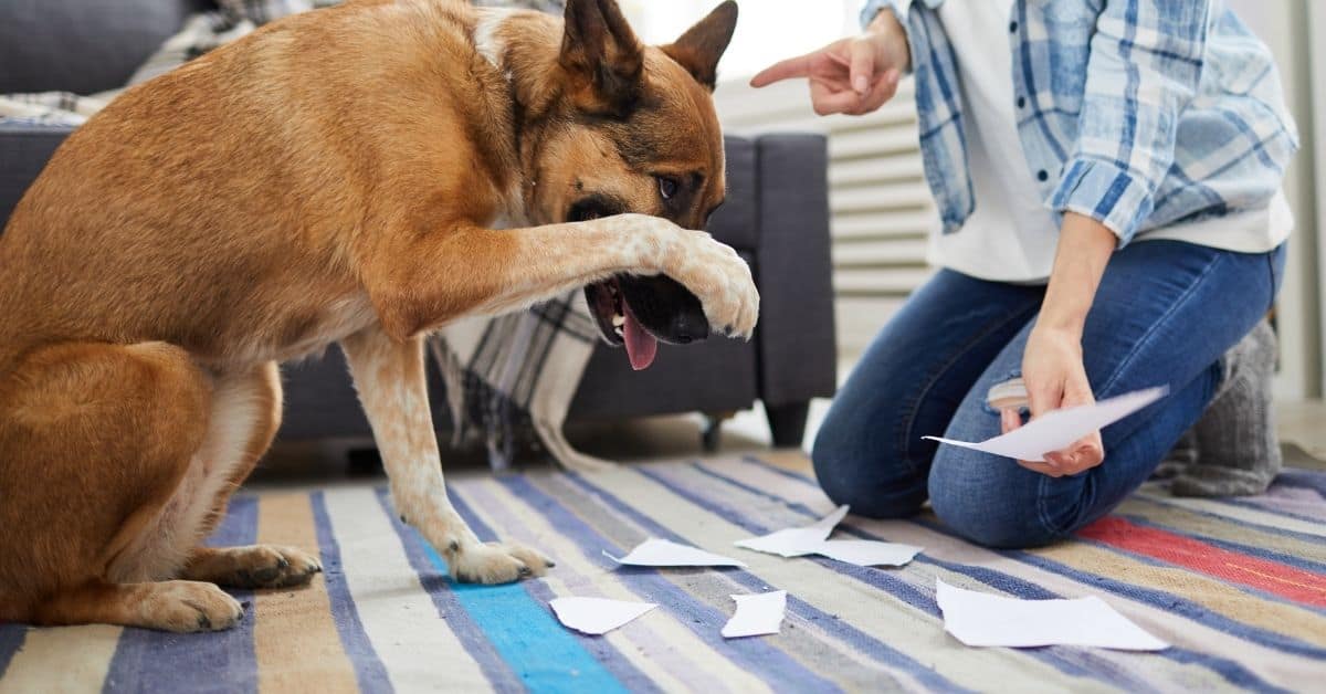 14 Misunderstood Dog Behaviors And What They Truly Indicate
