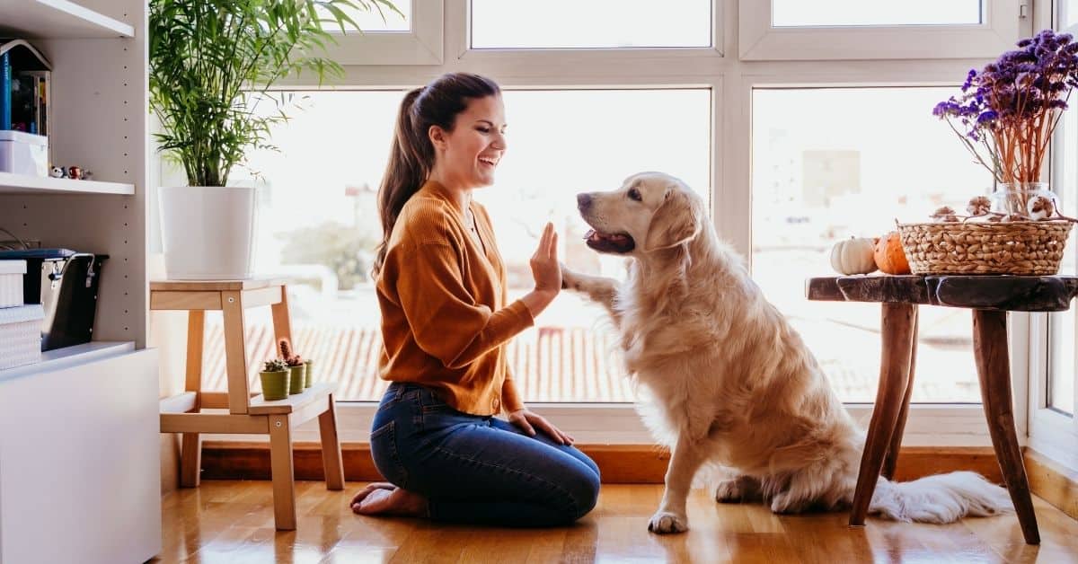 14 Proven Methods For Teaching Your Dog New Tricks And Behaviors