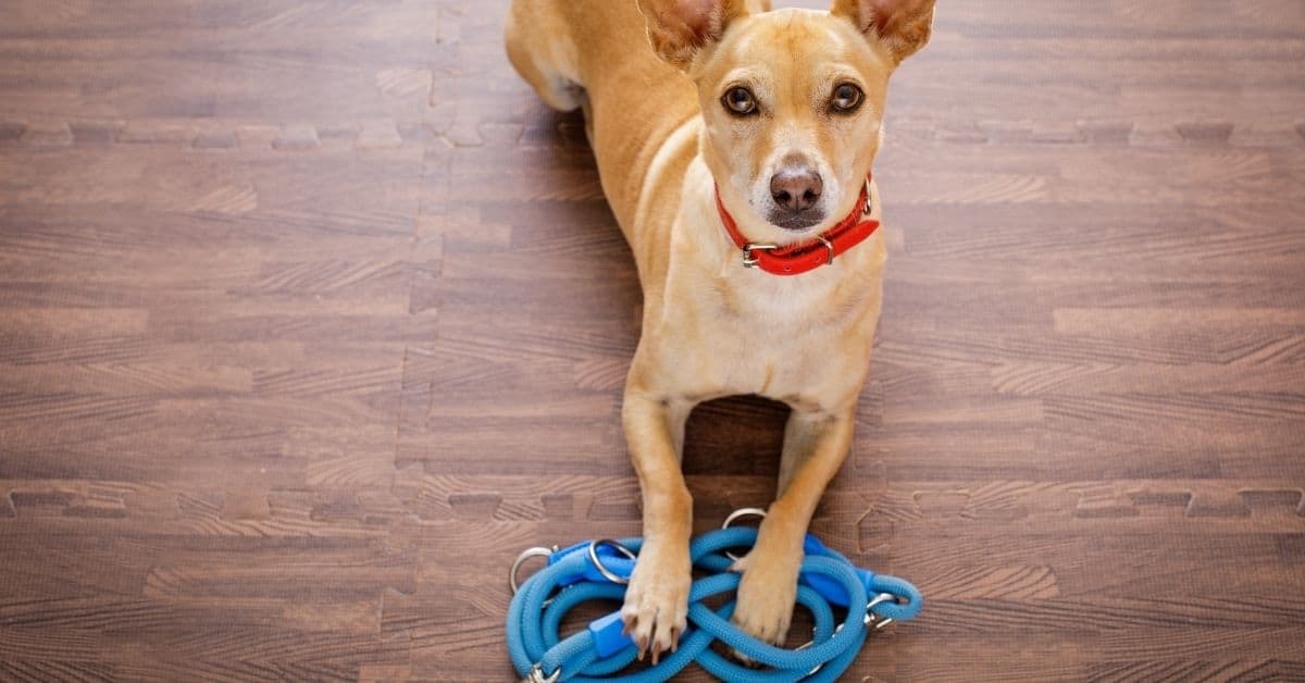 15 Common Dog Training Mistakes And Their Impacts