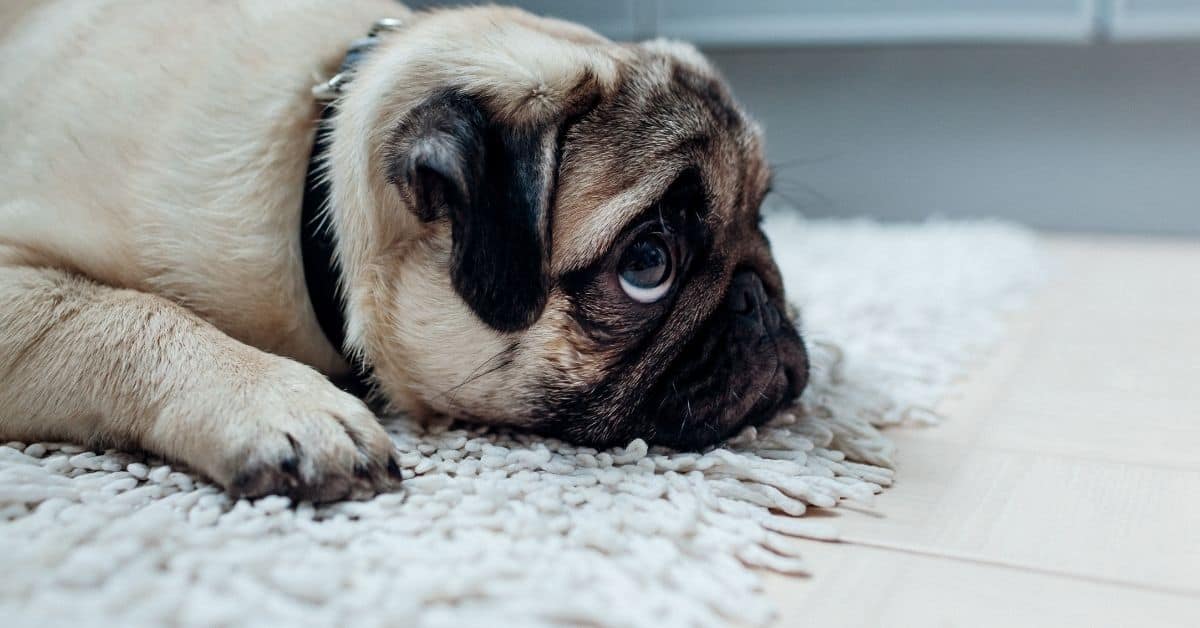 How To Deal With Dog Separation Anxiety