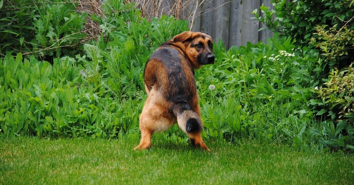 How To Keep Dogs From Pooping In Your Yard