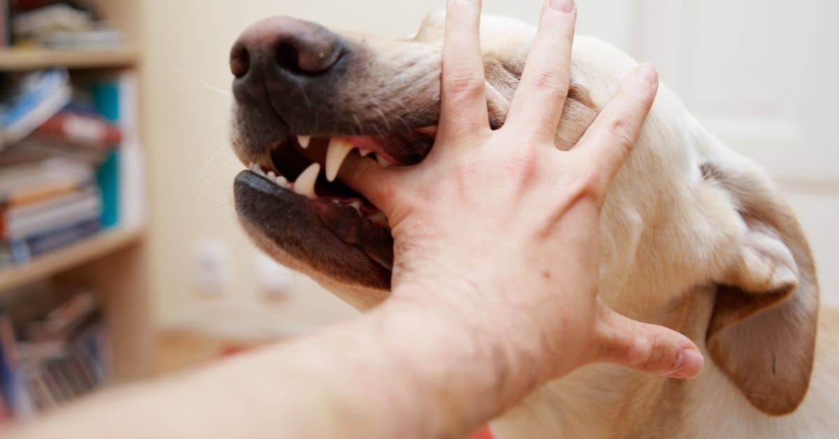 What To Do When A Dog Bites You