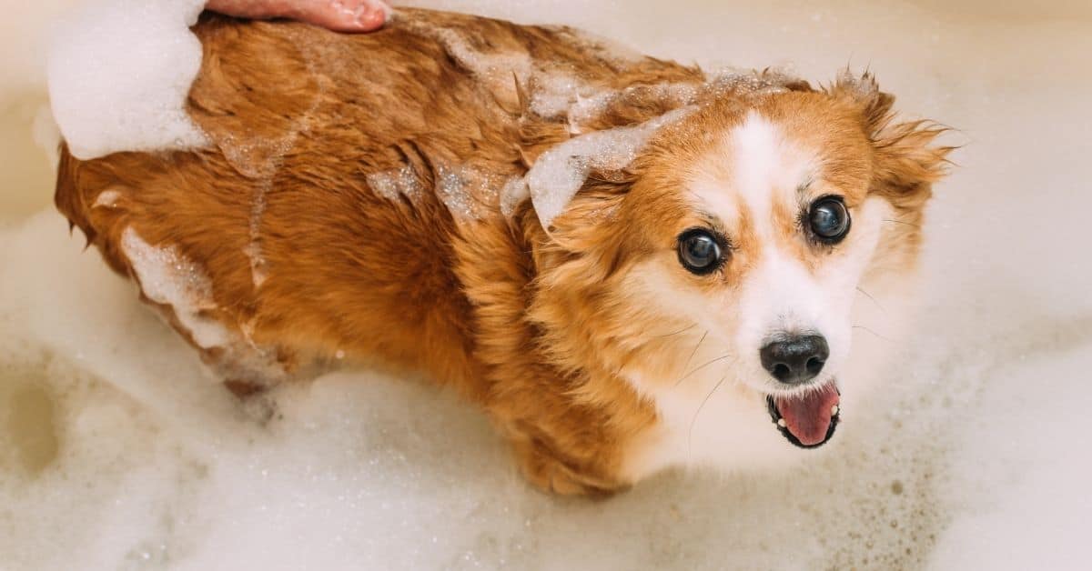 Why Do Dogs Hate Baths