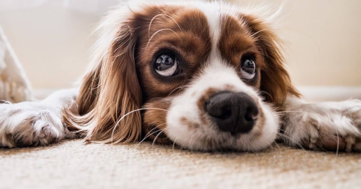 Why Do Dogs Rub Their Face On The Carpet
