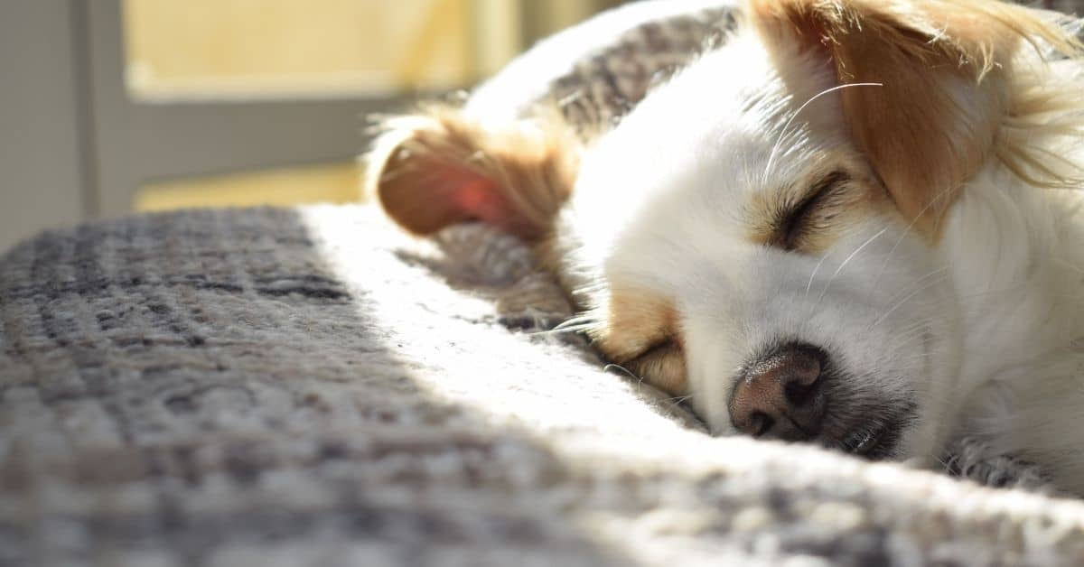 Why Dog Licks You Before Sleeping