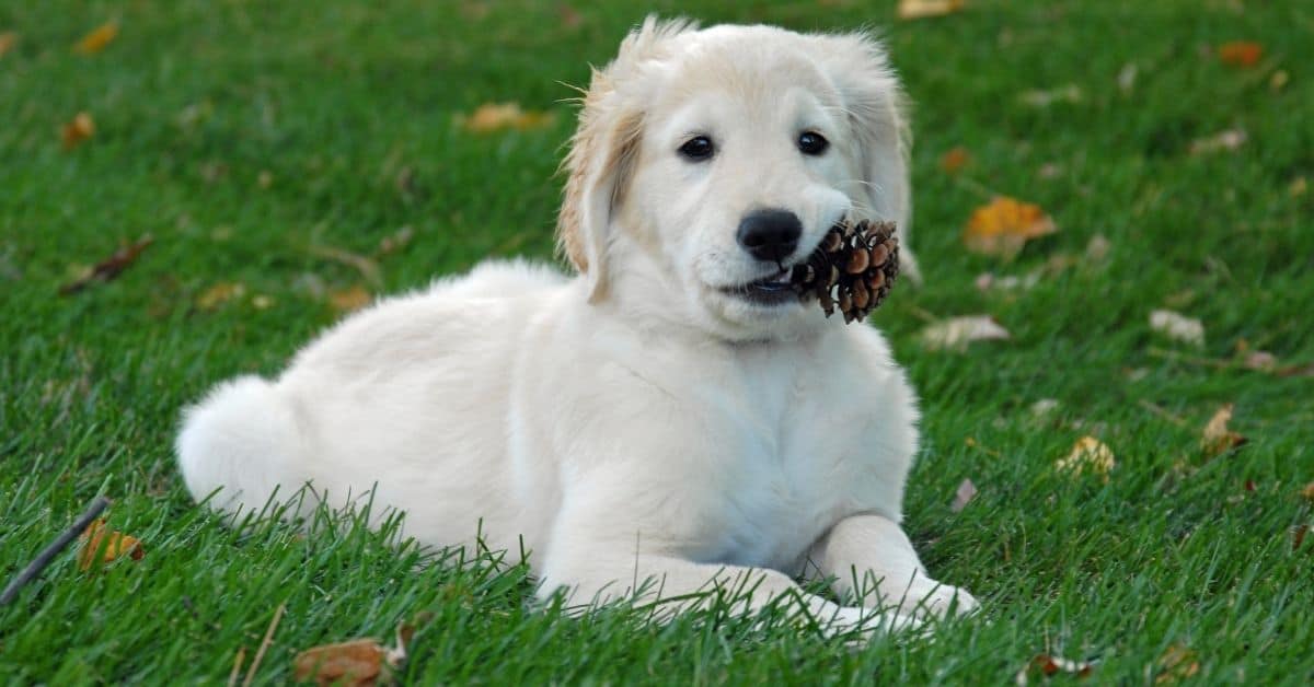 Why Is My Dog Obsessed With Pine Cones
