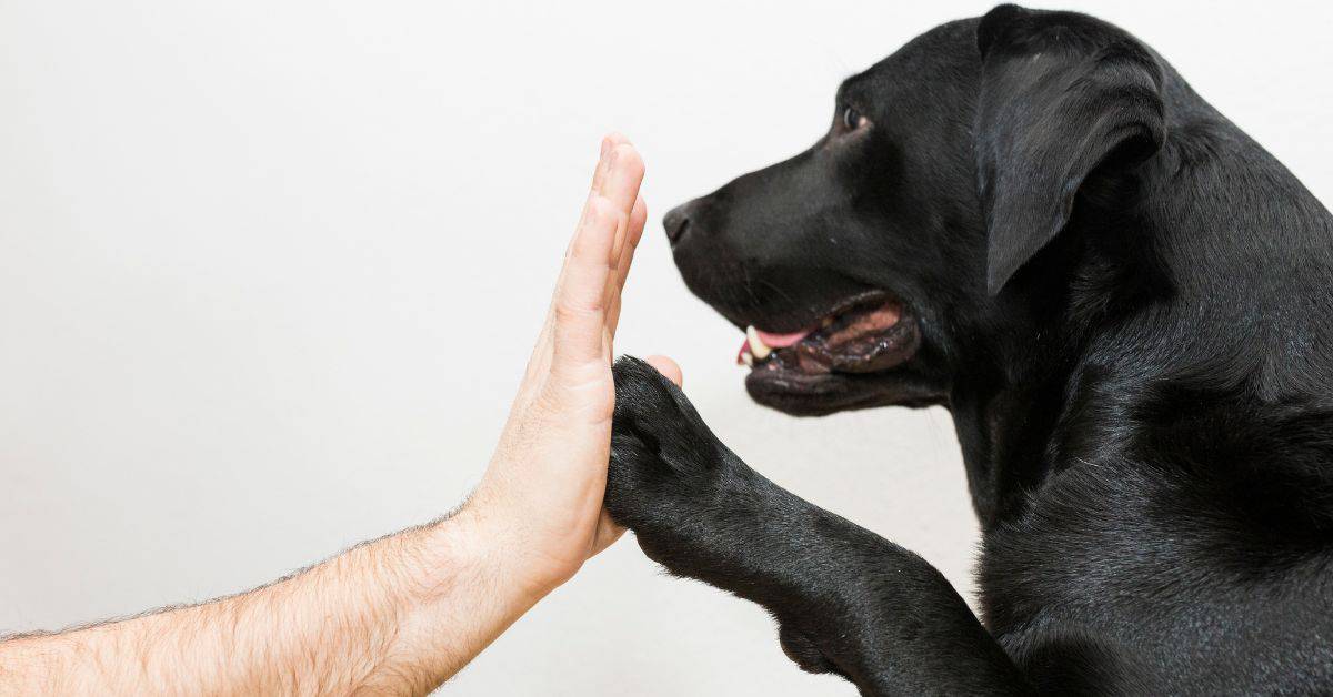 10 Reasons Why Dogs Are A Human’s Best Friend