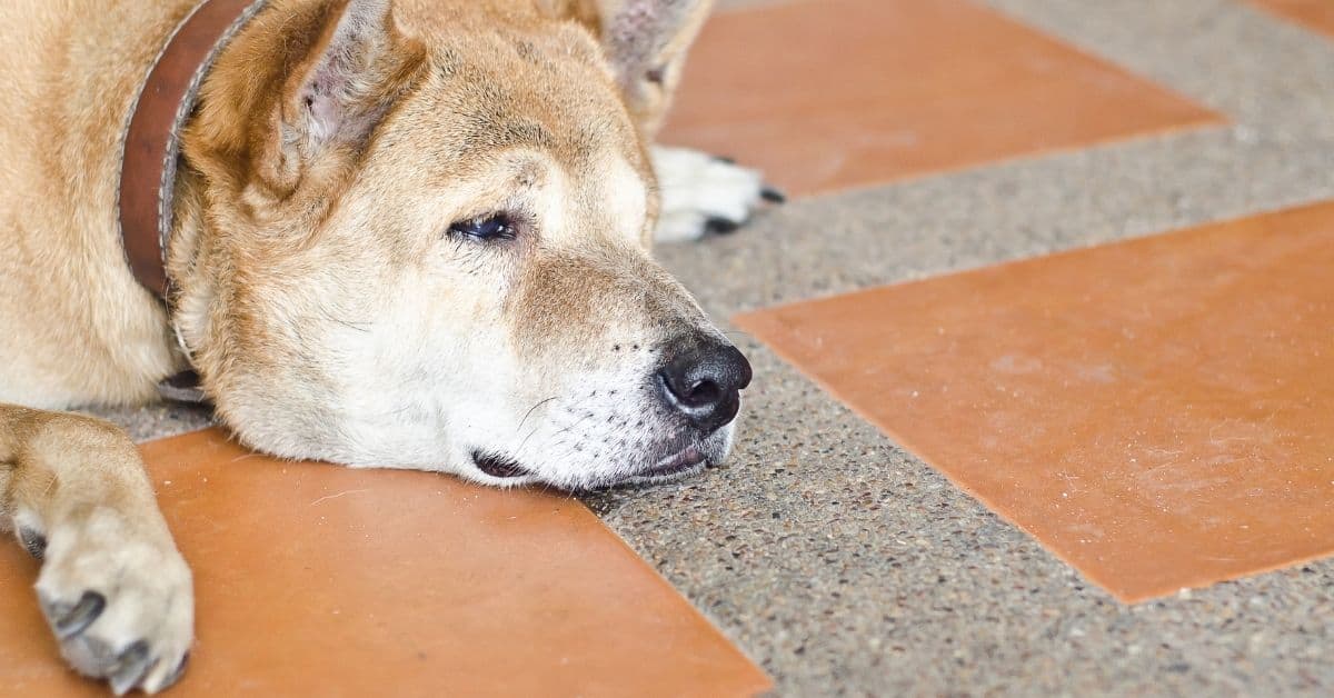 12 Subtle Pain Signals Your Dog Shows