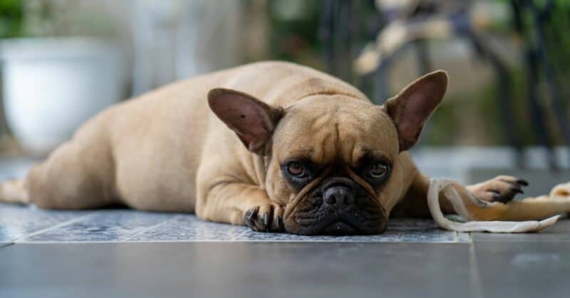 13 Signs That Your Dog Is Lonely (NEVER IGNORE)