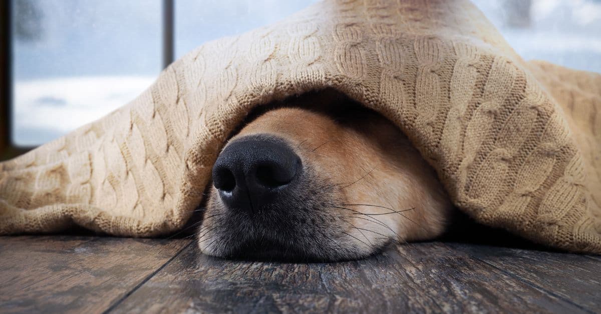 20 Things Only Dog Owners Will Understand