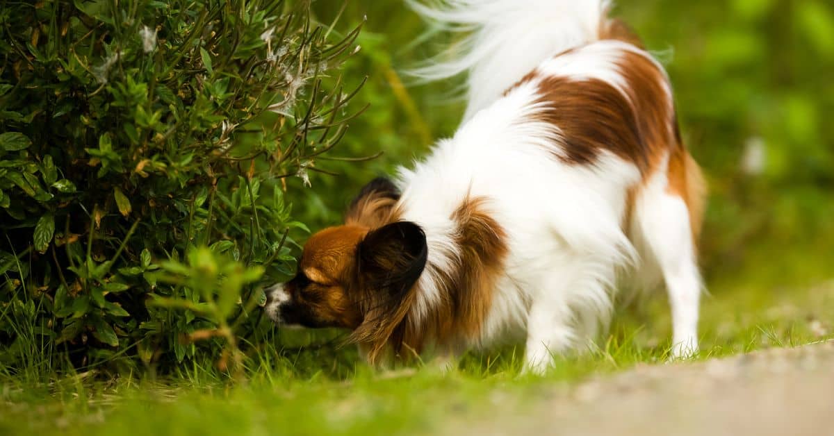 7 Reasons Why Dogs Sniff Everything On Walks