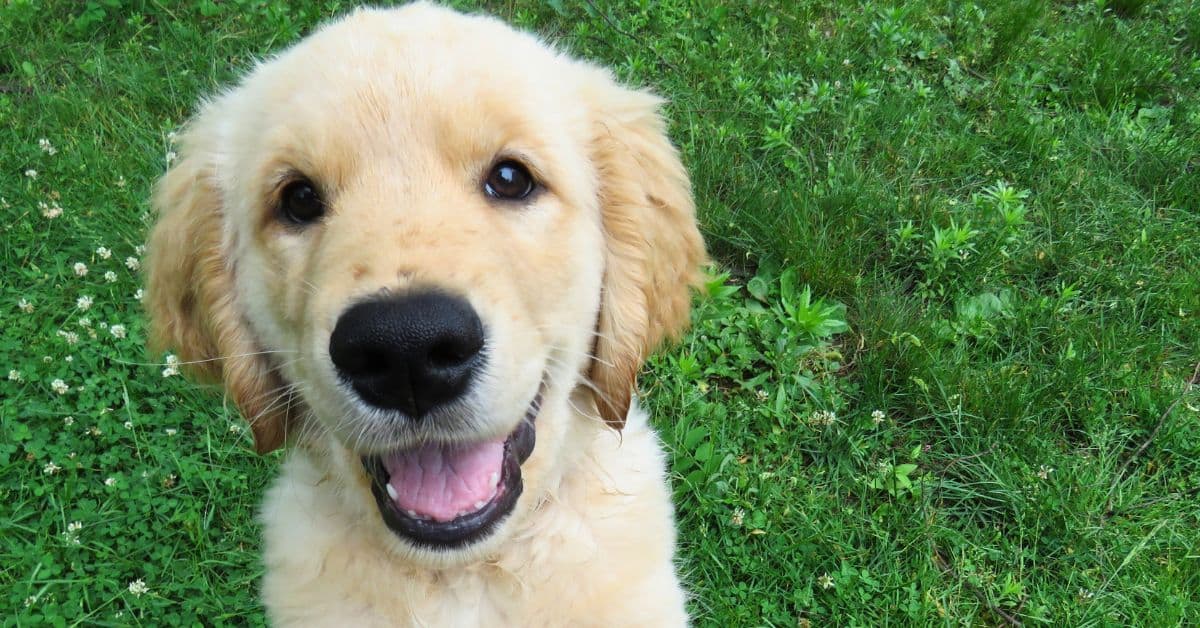 Instantly Improve Your Dog’s Life With These 12 Things