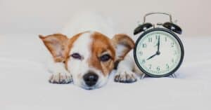 13 Reasons Dogs Are Better Than Alarm Clocks
