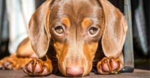 Secrets Behind Those Irresistible Puppy Dog Eyes