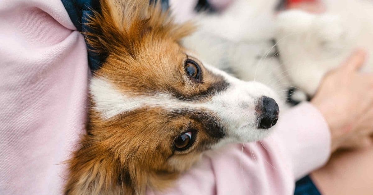 The Science Behind Dog Cuddles (Why They Love It So Much)