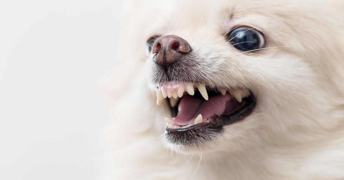 Why Your Dog Hates Certain People Or Animals
