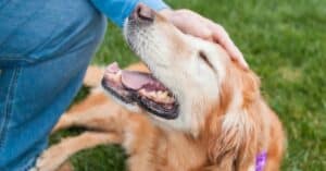 Bonding Activities for Dog Owners
