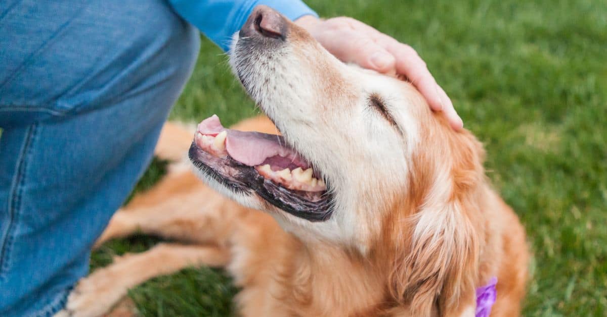 Bonding Activities for Dog Owners