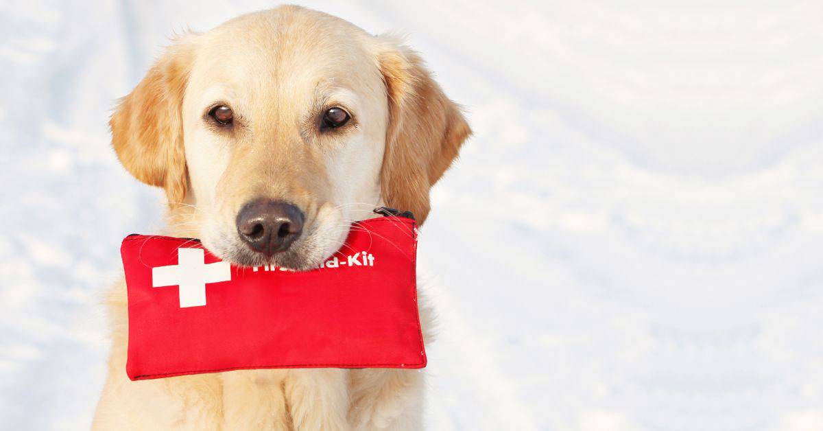 Canine First Aid Help Every Owner Should Know