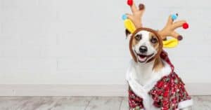 Helping Your Dog Stay Calm During the Holiday Hustle