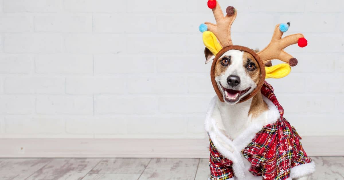 Helping Your Dog Stay Calm During the Holiday Hustle