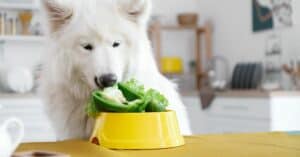Nutrition Tips for Healthy Dogs